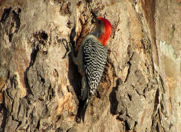 %0-Woodpecker-at-Long-Point-cropped-2m464i